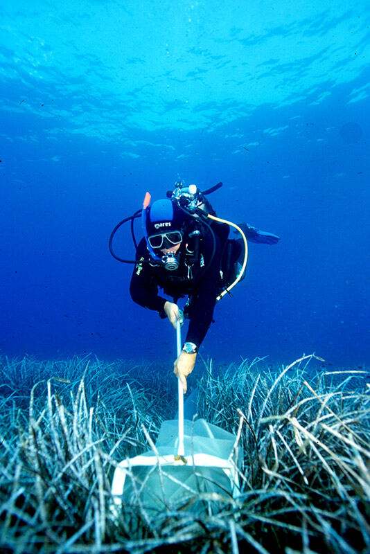 Diver sampling a Posidonia meadow
