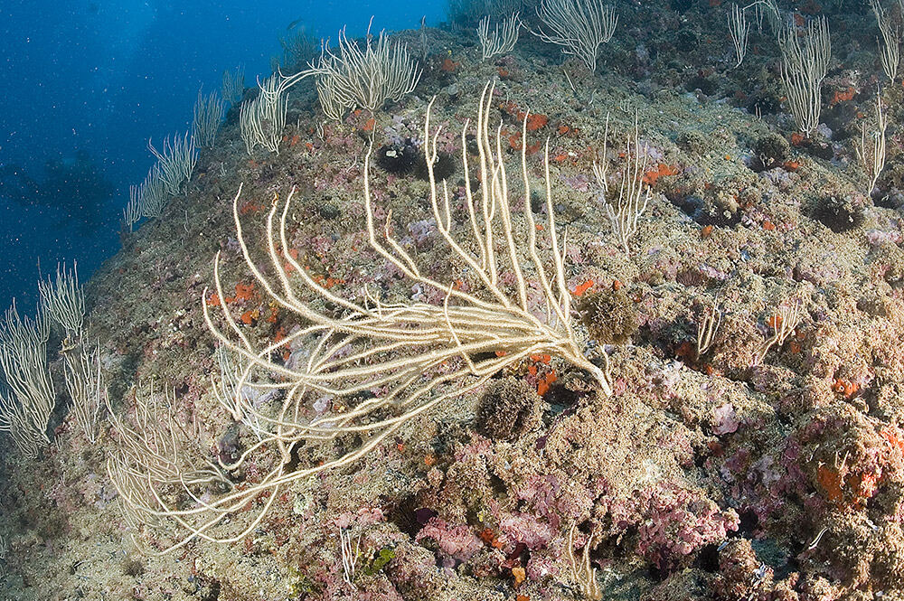 White sea fan Eunicella singularis