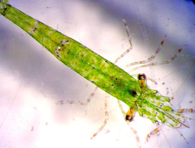Shrimp Hippolyte inermis