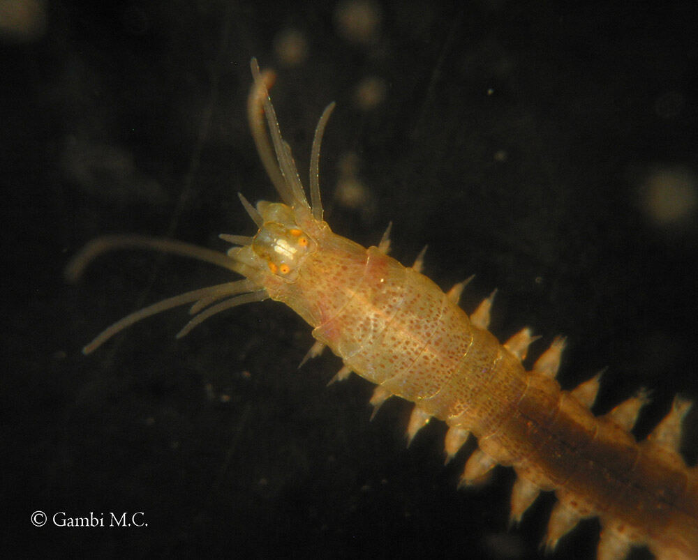Annelid Platynereis dumerilii, a model species