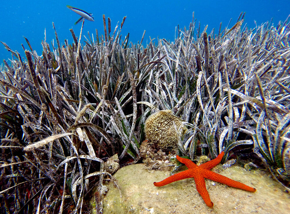 Red starfish among Posidonia leaves