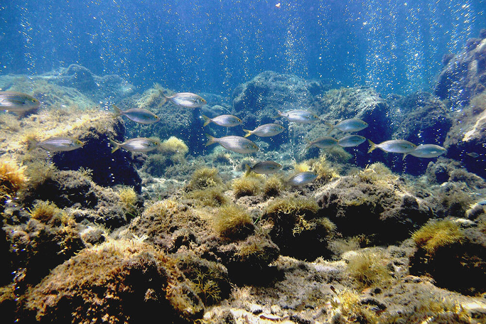 CO2 emissions from the seabed at the Castello Aragonese, Ischia